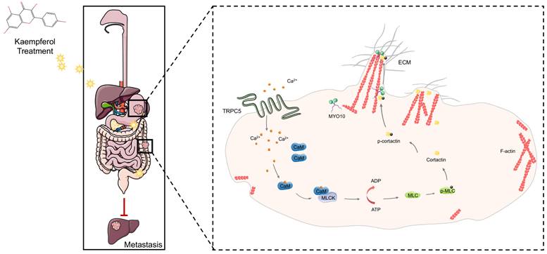 Int J Biol Sci Image