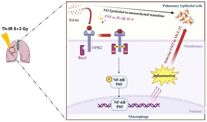 Int J Biol Sci Image