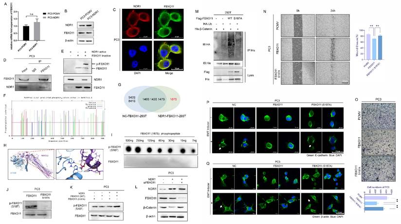 Int J Biol Sci Image