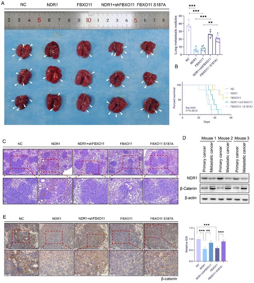 Int J Biol Sci Image