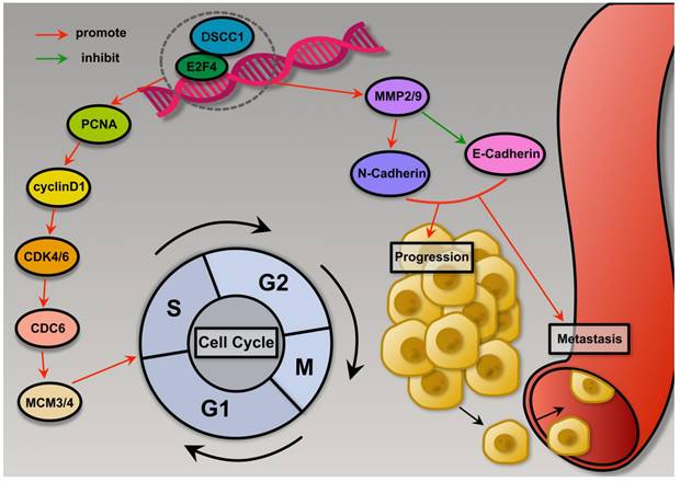 Int J Biol Sci Image