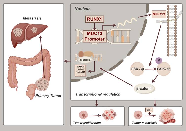 Int J Biol Sci Image