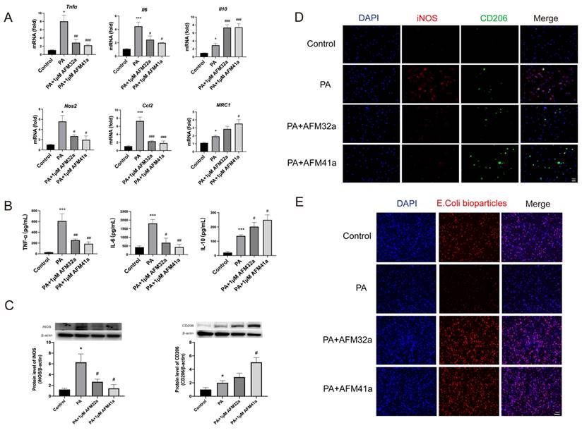 Int J Biol Sci Image