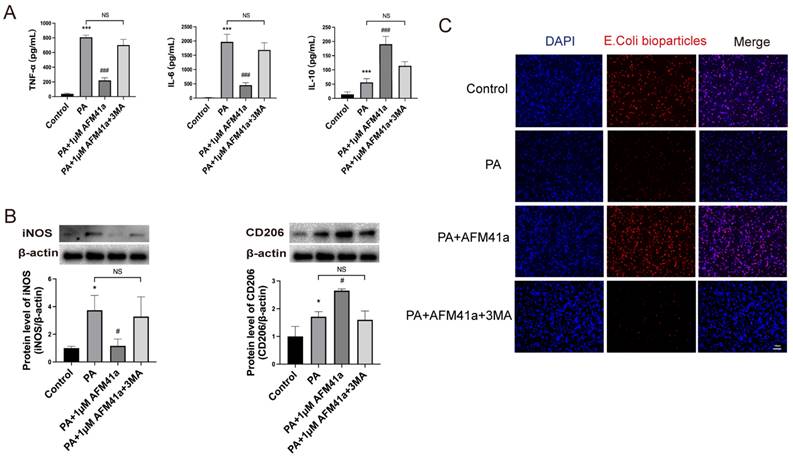 Int J Biol Sci Image