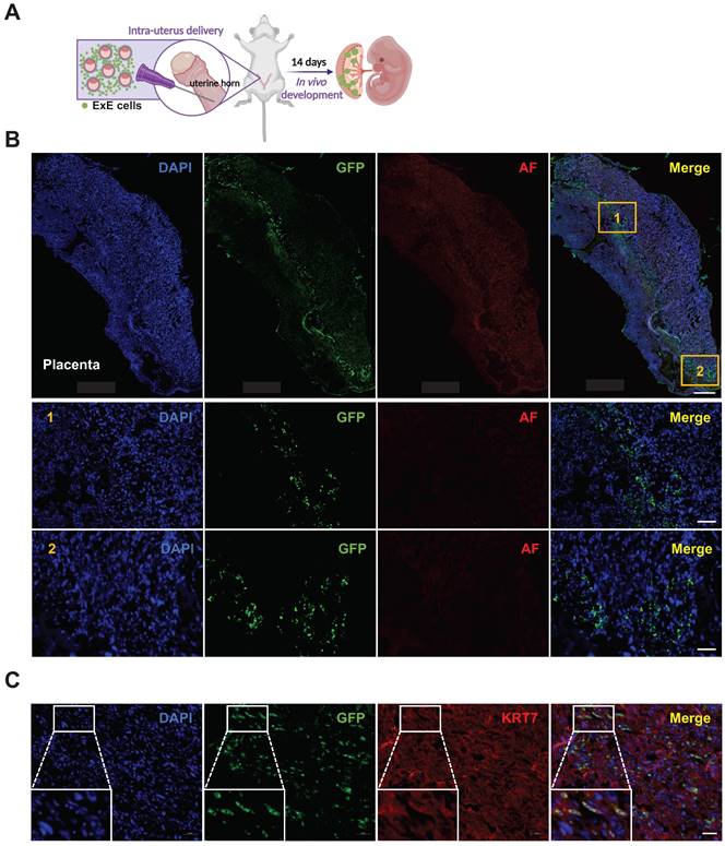 Int J Biol Sci Image