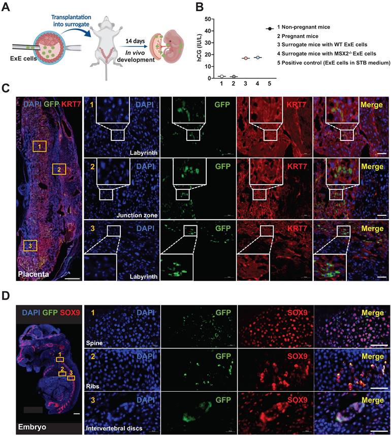 Int J Biol Sci Image