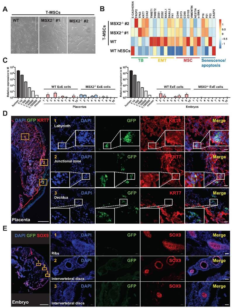 Int J Biol Sci Image