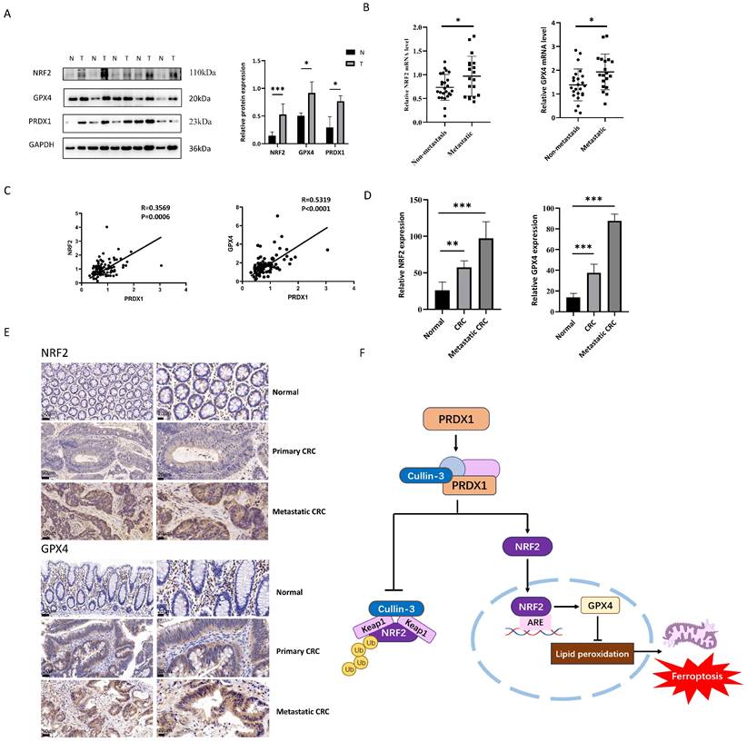 Int J Biol Sci Image