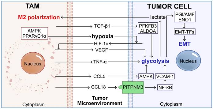 Int J Biol Sci Image