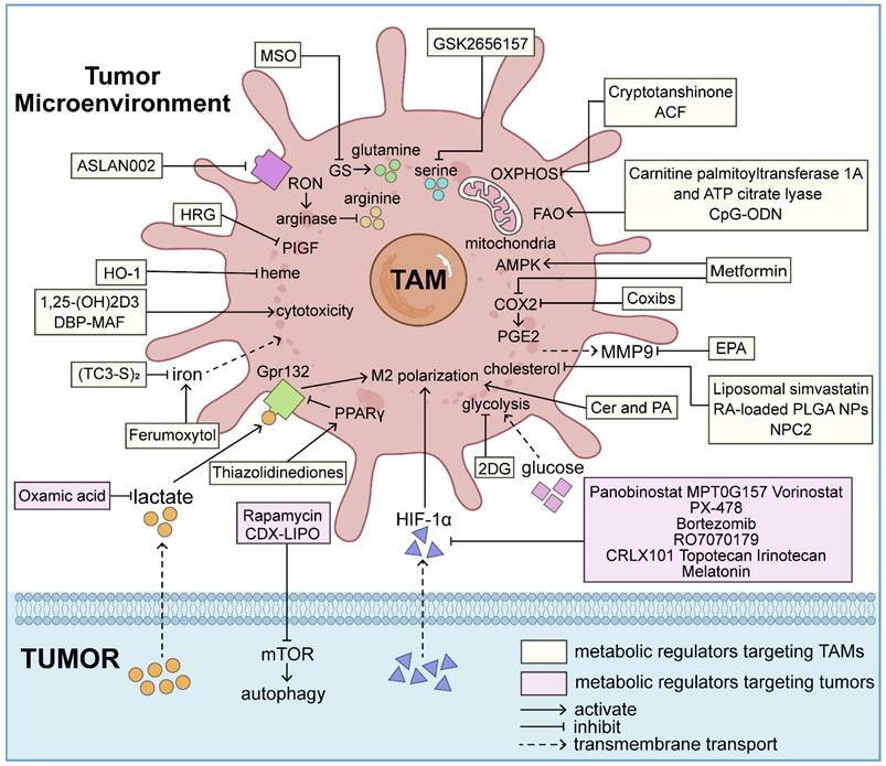 Int J Biol Sci Image