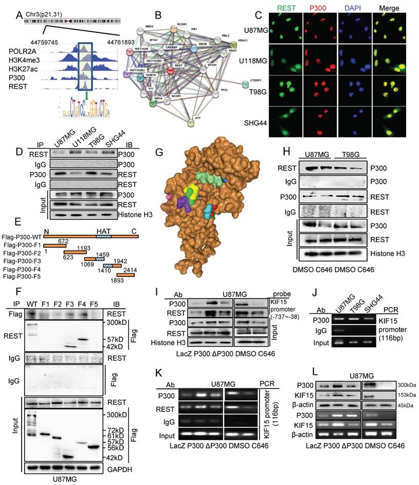 Int J Biol Sci Image