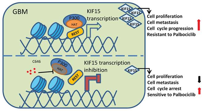 Int J Biol Sci Image