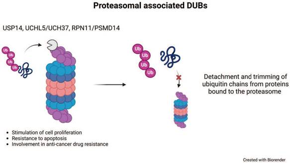 Int J Biol Sci Image