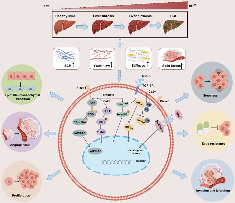 Int J Biol Sci Image