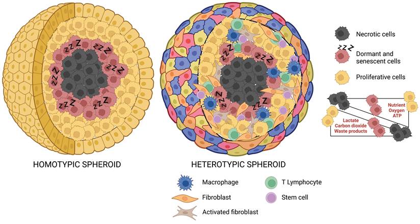 Int J Biol Sci Image