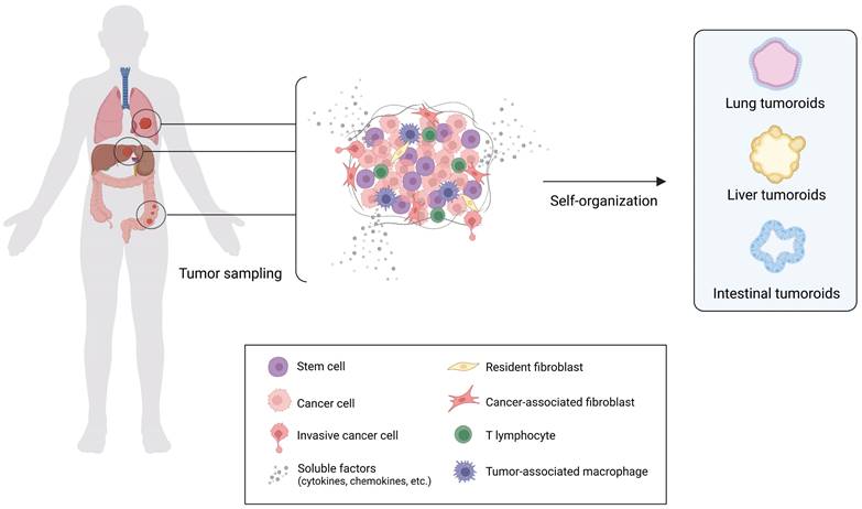 Int J Biol Sci Image