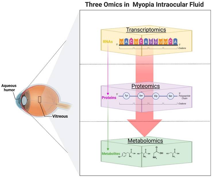 Int J Biol Sci Image