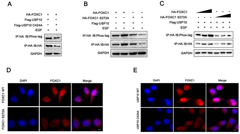 Int J Biol Sci Image