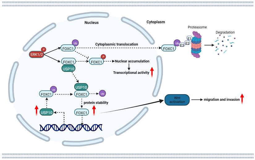 Int J Biol Sci Image