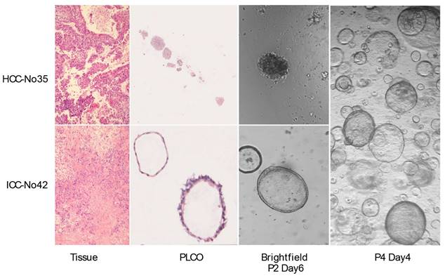 Int J Biol Sci Image