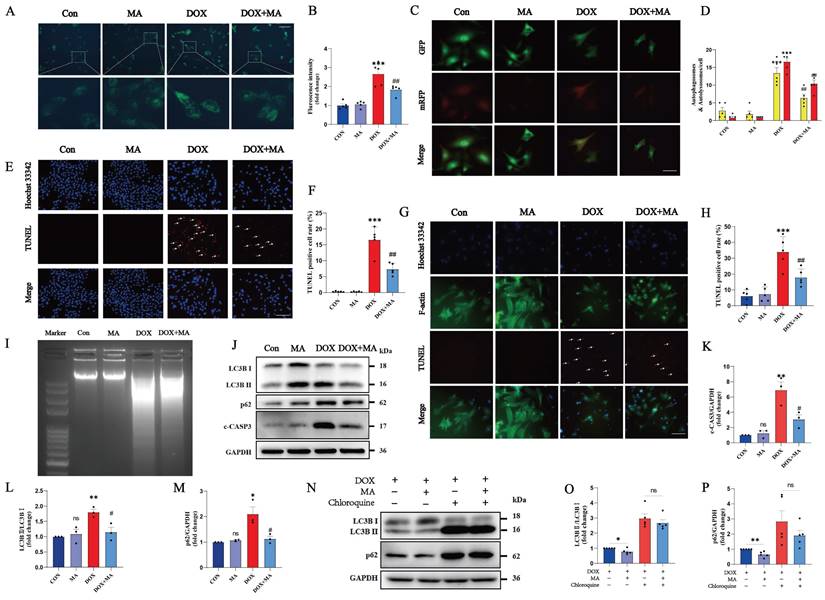 Int J Biol Sci Image