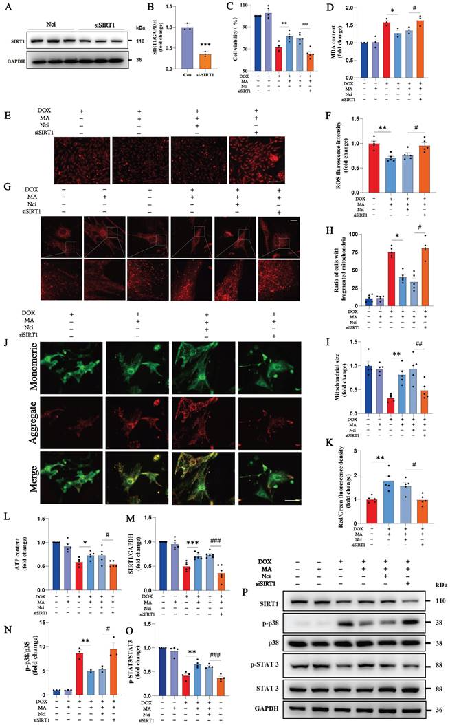 Int J Biol Sci Image