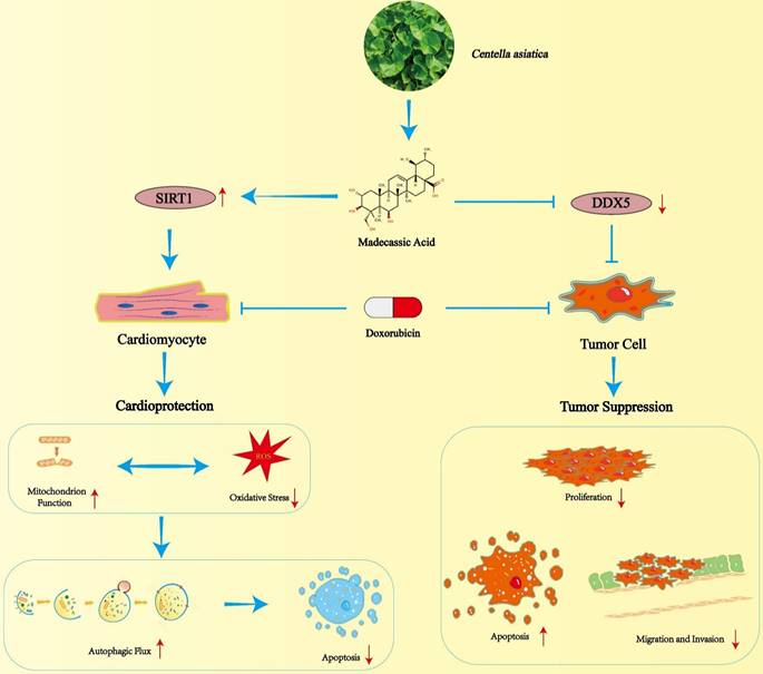 Int J Biol Sci Image