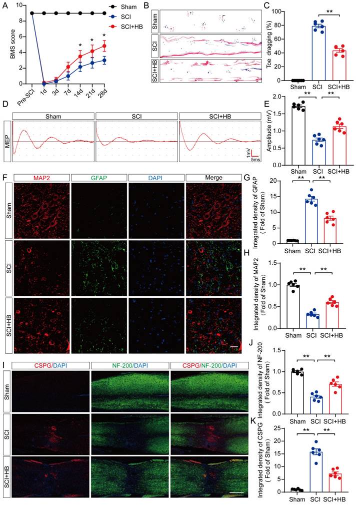 Int J Biol Sci Image