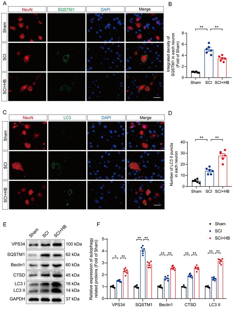 Int J Biol Sci Image