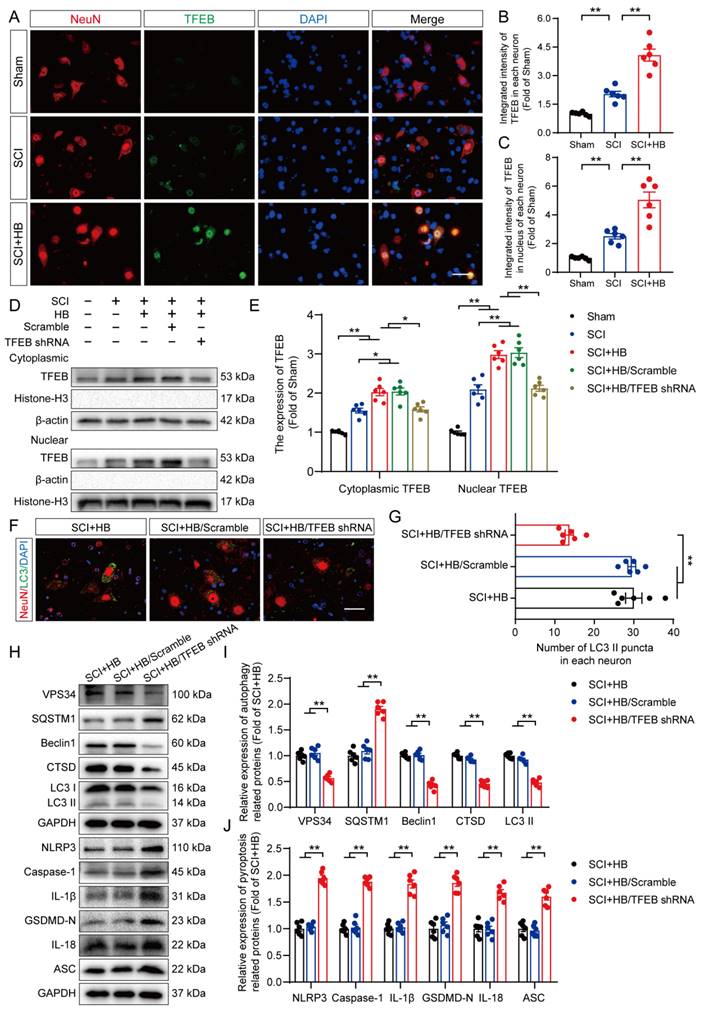 Int J Biol Sci Image