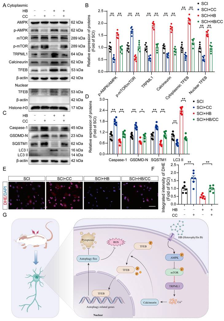 Int J Biol Sci Image