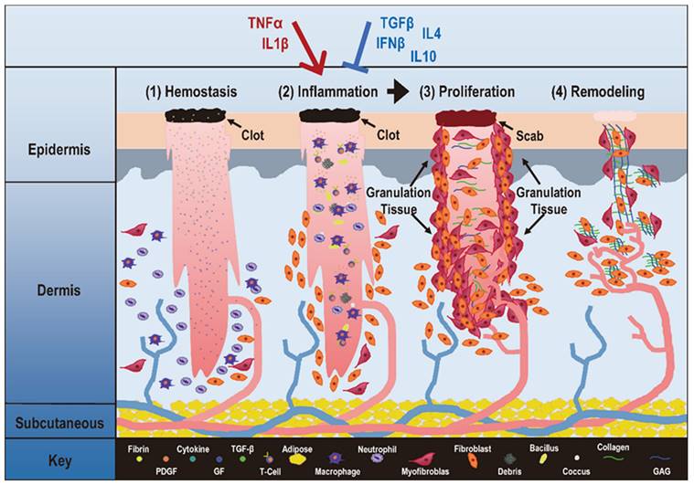 Int J Biol Sci Image