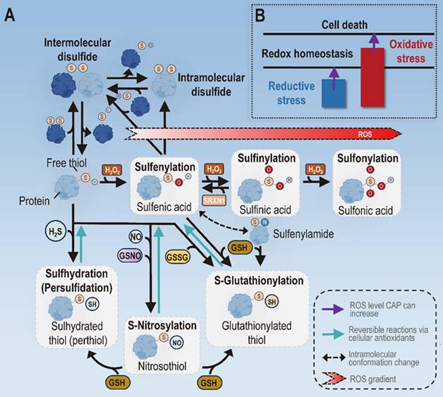 Int J Biol Sci Image