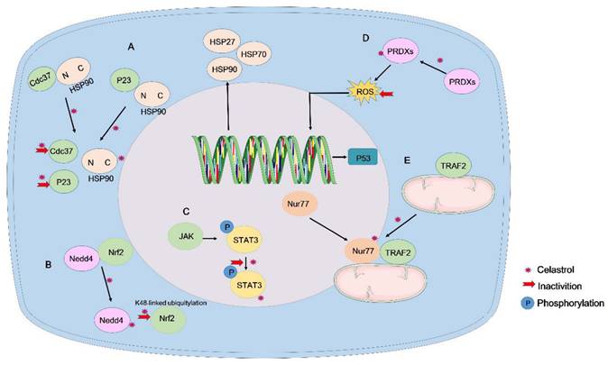 Int J Biol Sci Image