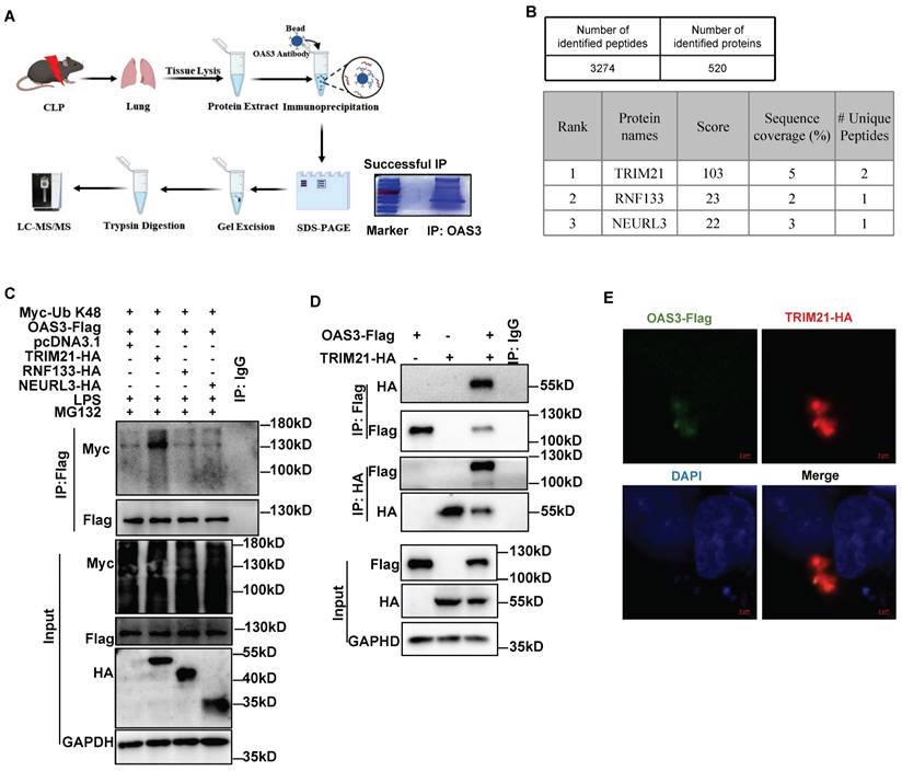 Int J Biol Sci Image