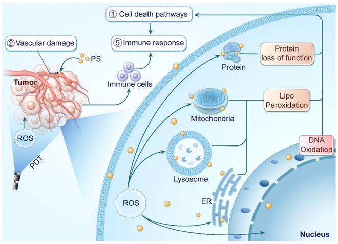 Int J Biol Sci Image