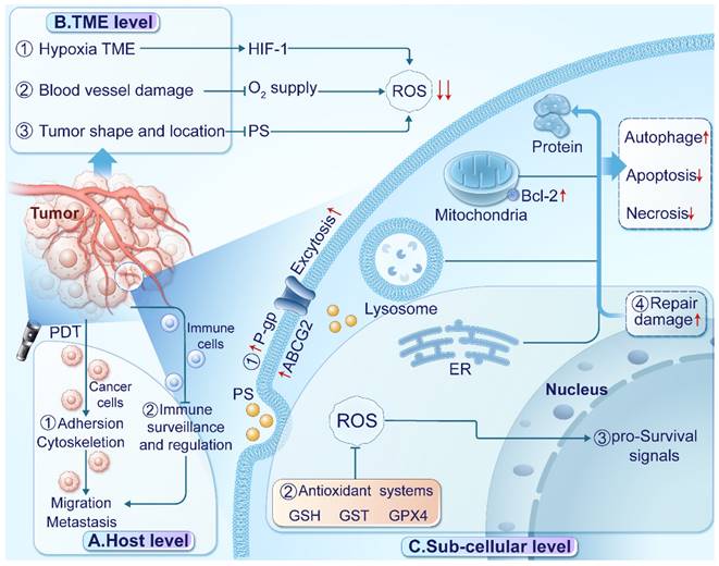 Int J Biol Sci Image