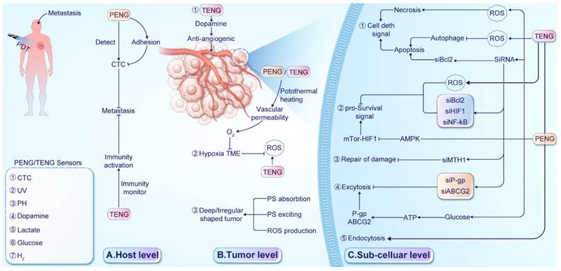 Int J Biol Sci Image