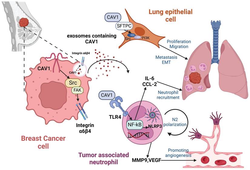 Int J Biol Sci Image