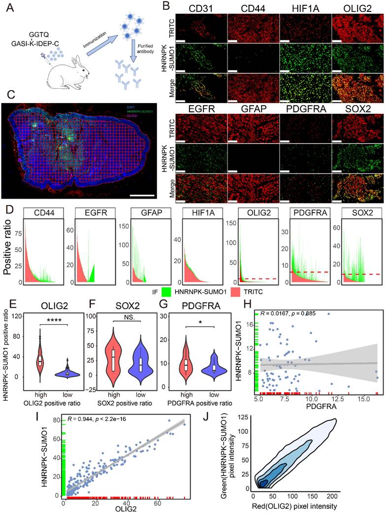 Int J Biol Sci Image