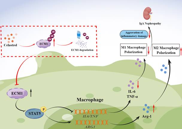 Int J Biol Sci Image