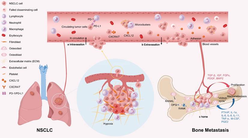 Int J Biol Sci Image