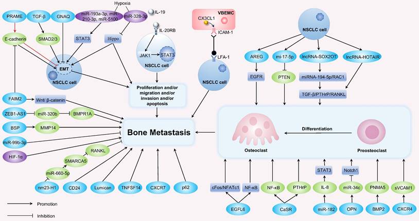 Int J Biol Sci Image