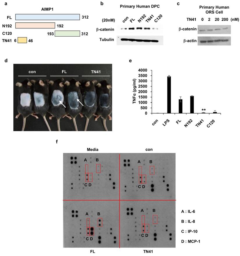 Int J Biol Sci Image