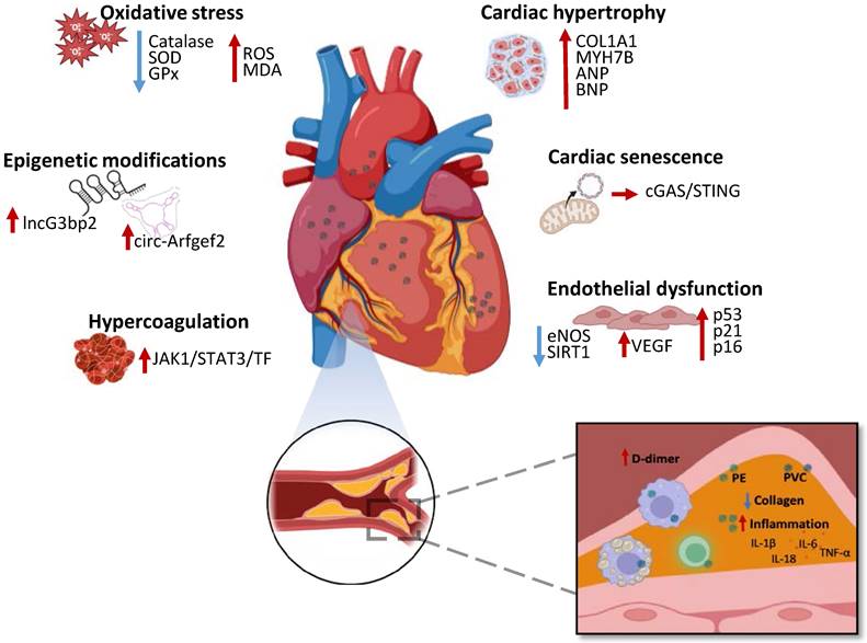 Int J Biol Sci Image