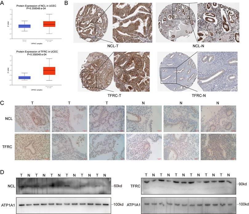 Int J Biol Sci Image