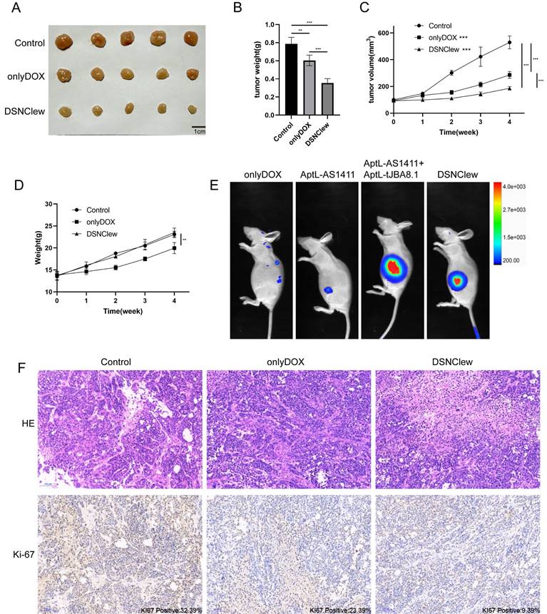 Int J Biol Sci Image