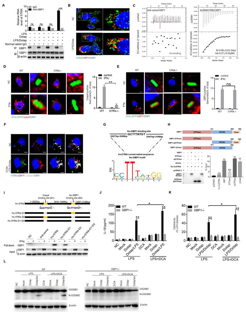 Int J Biol Sci Image