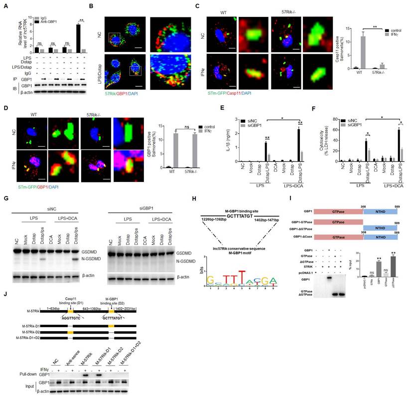 Int J Biol Sci Image