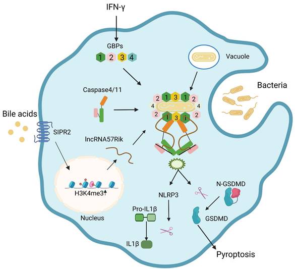 Int J Biol Sci Image